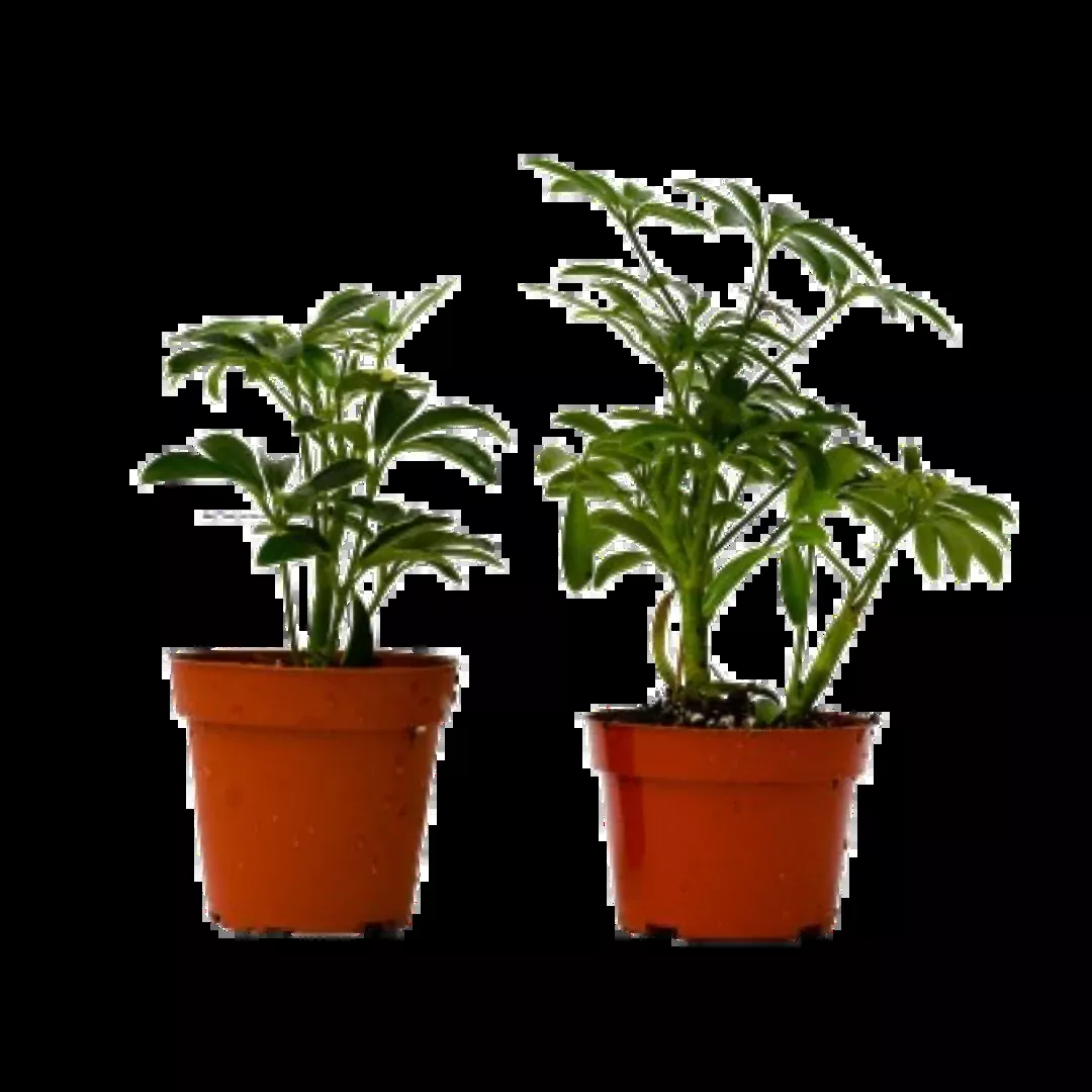 2 Different Schefflera Plants Variety Pack - 4" Pot