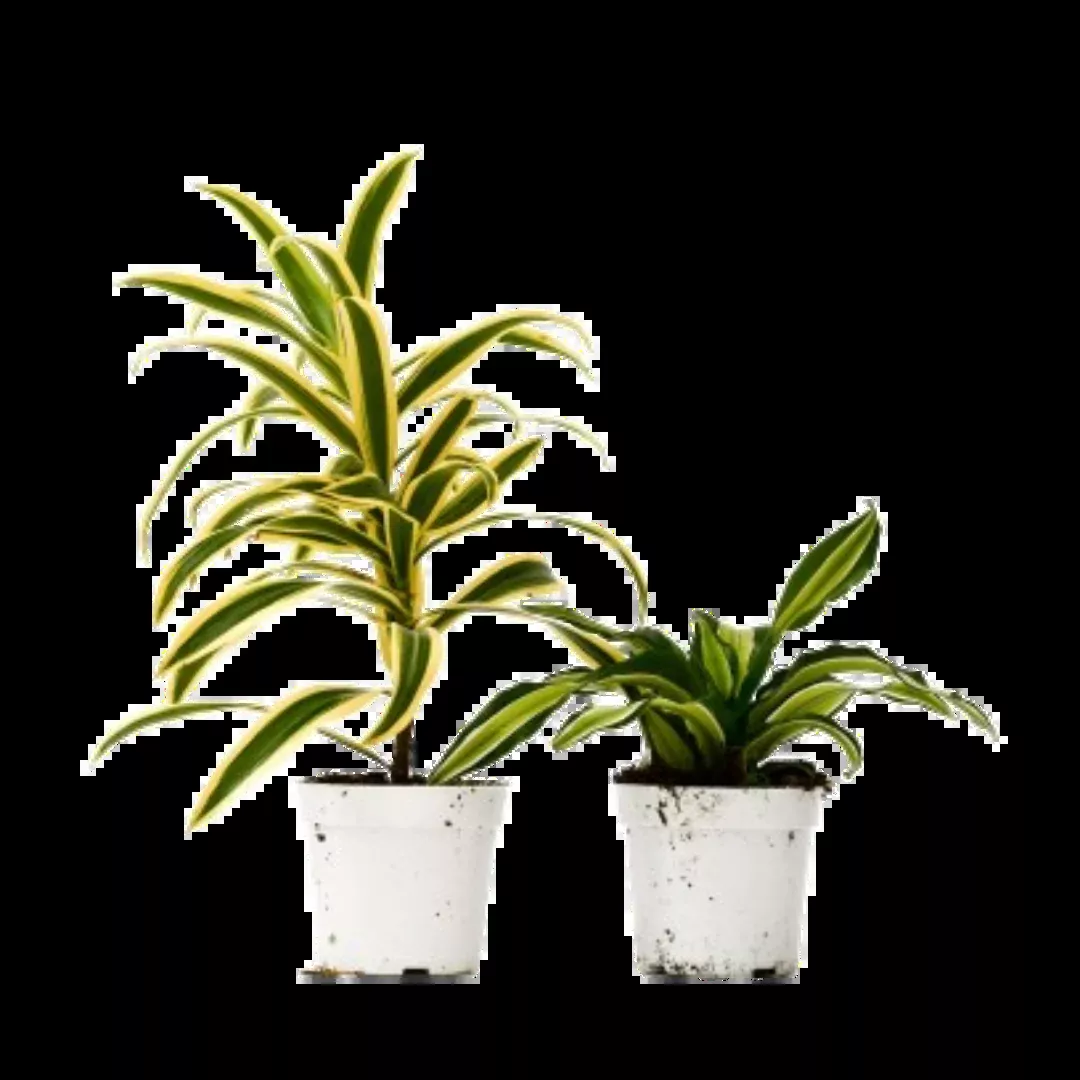2 Dracaena Variety Pack - 4" Pot