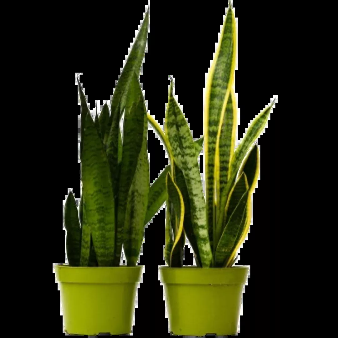 2 Snake (Sansevieria) Plant Variety Pack - 6" Pot