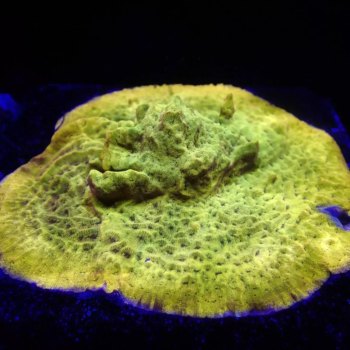 24k Gold Leptoseris