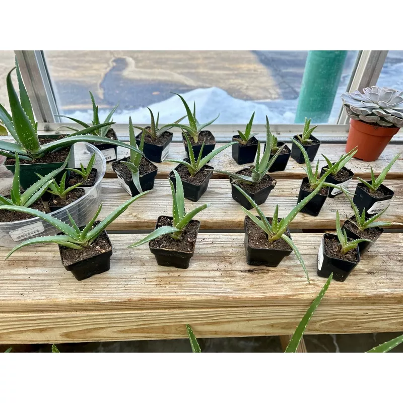 3″ Aloe Equator