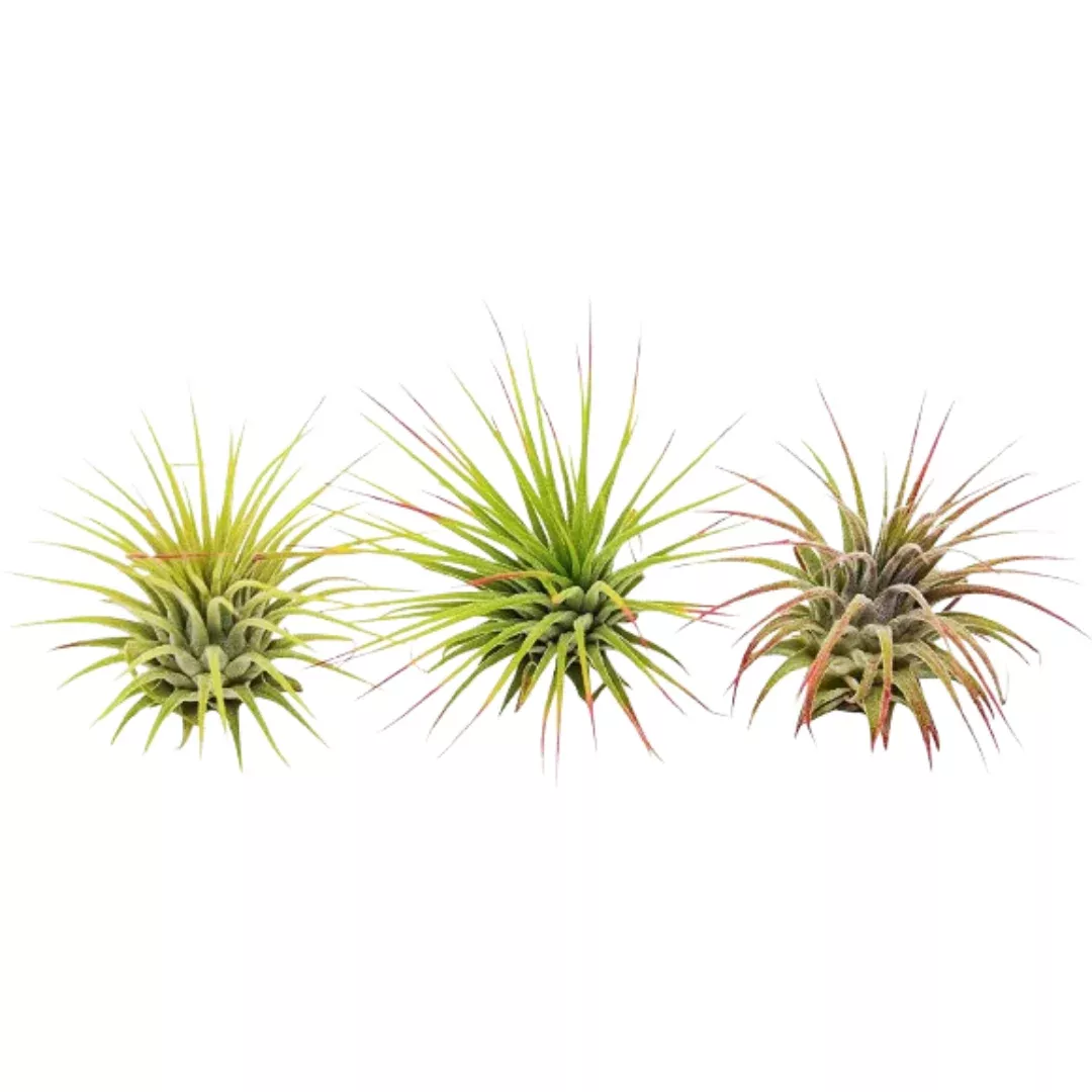3 Ionantha Guatemala Air Plants / Blooms