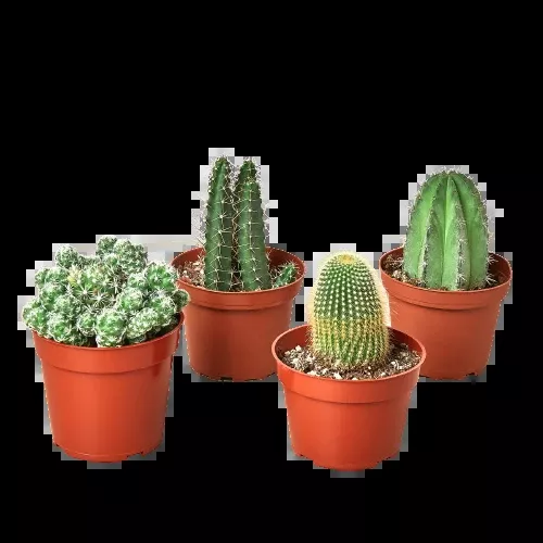 4 Cacti Variety Pack - 4.0" Pot