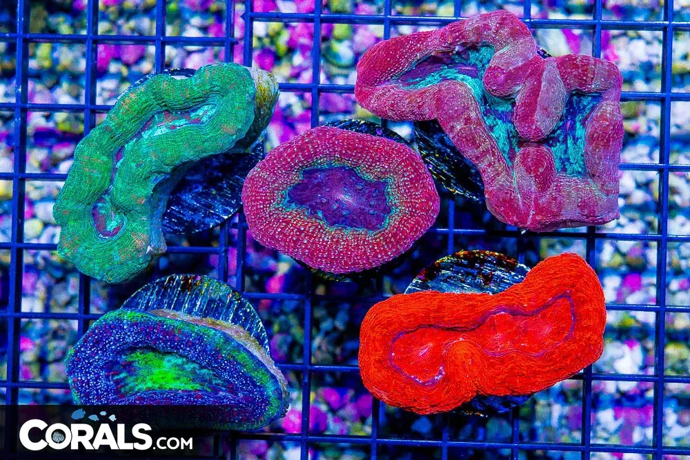Acan Bowerbanki FRAG 5 PACK (Blue Video Inside!)