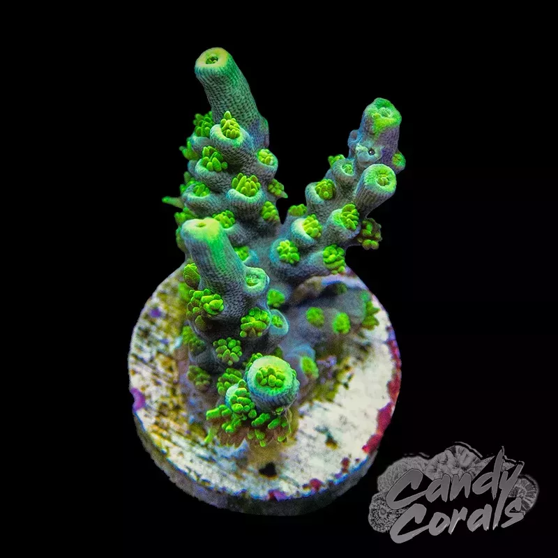 Acid Rain Acropora Sp. Frag A53