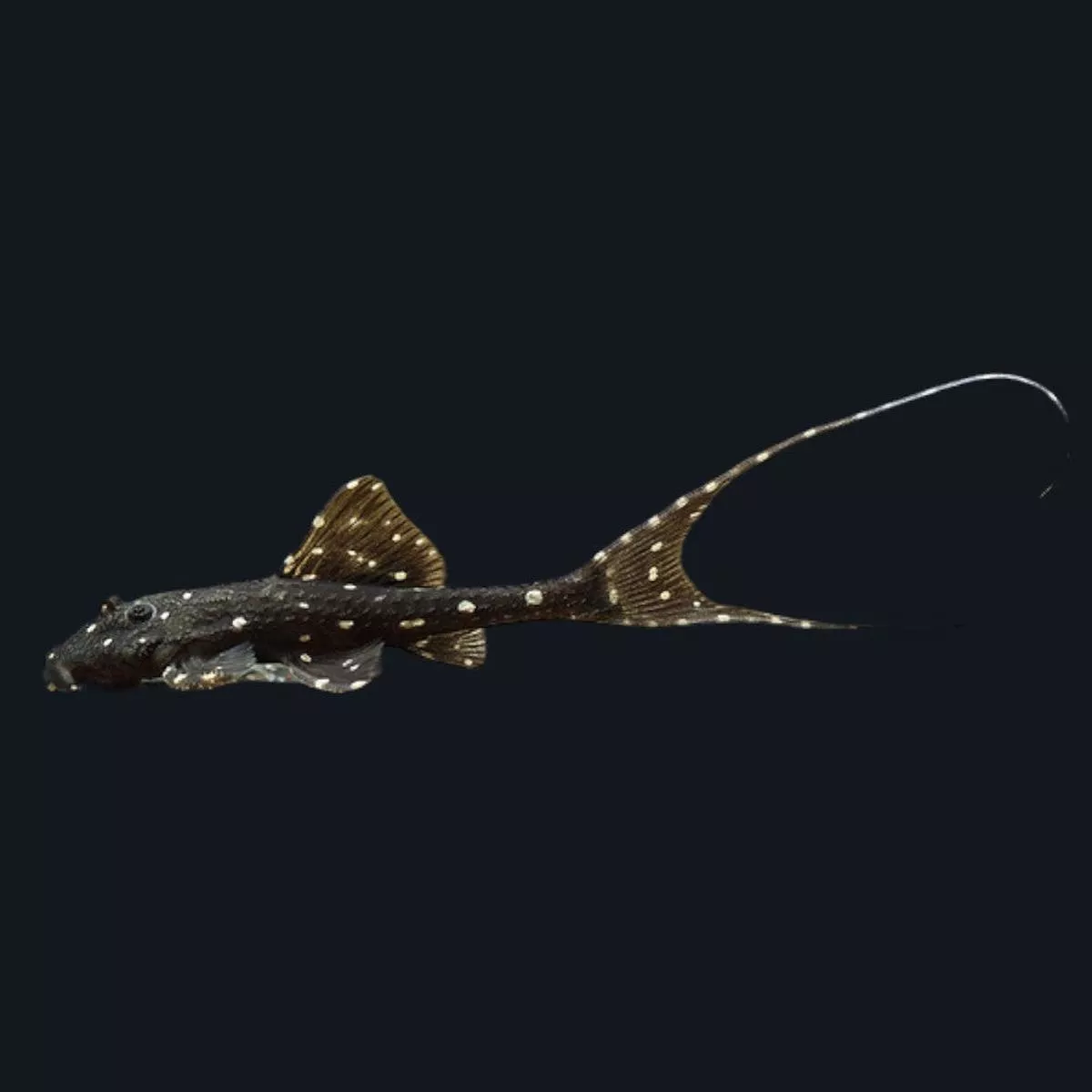 Adonis Pleco