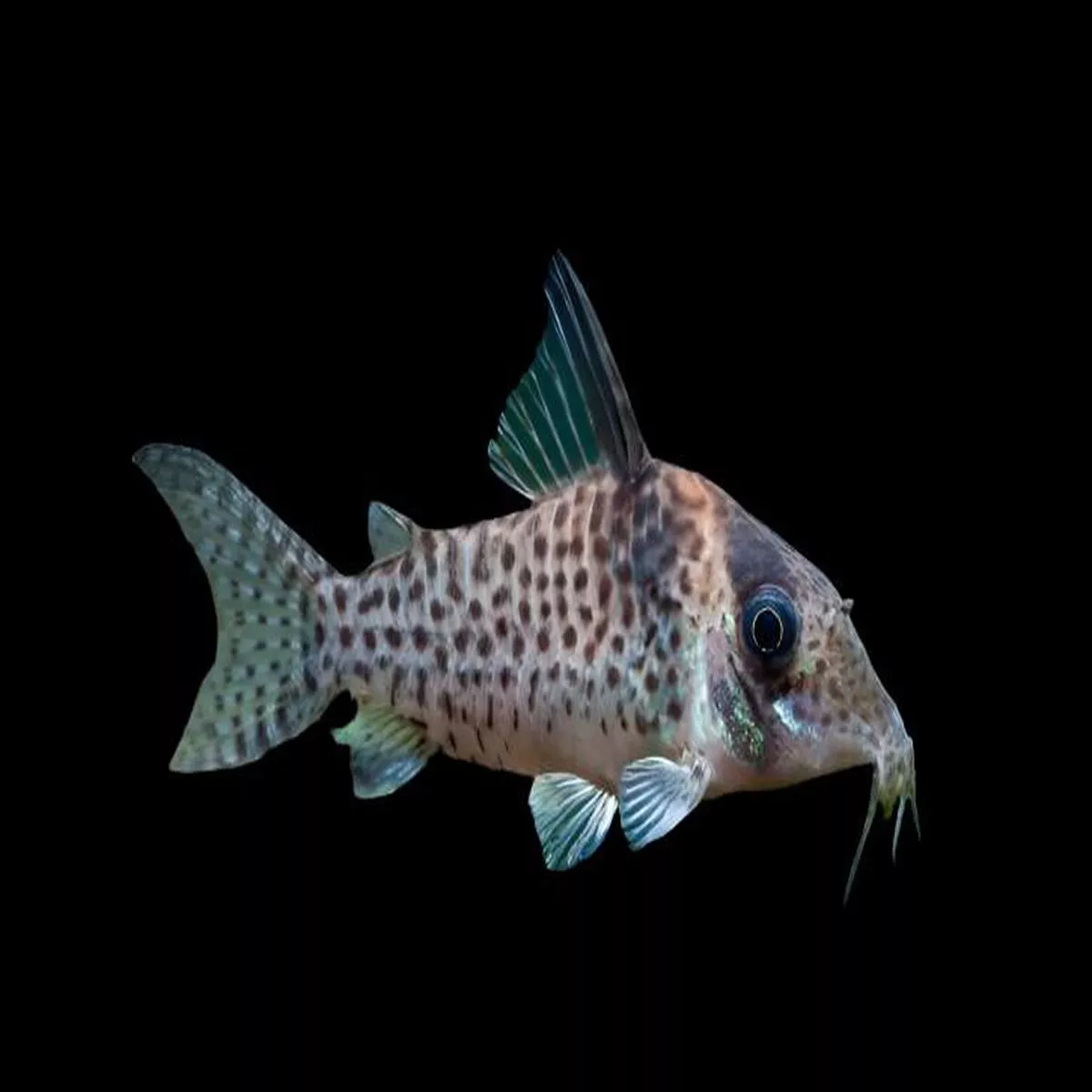 Agassiz’s Cory Cat