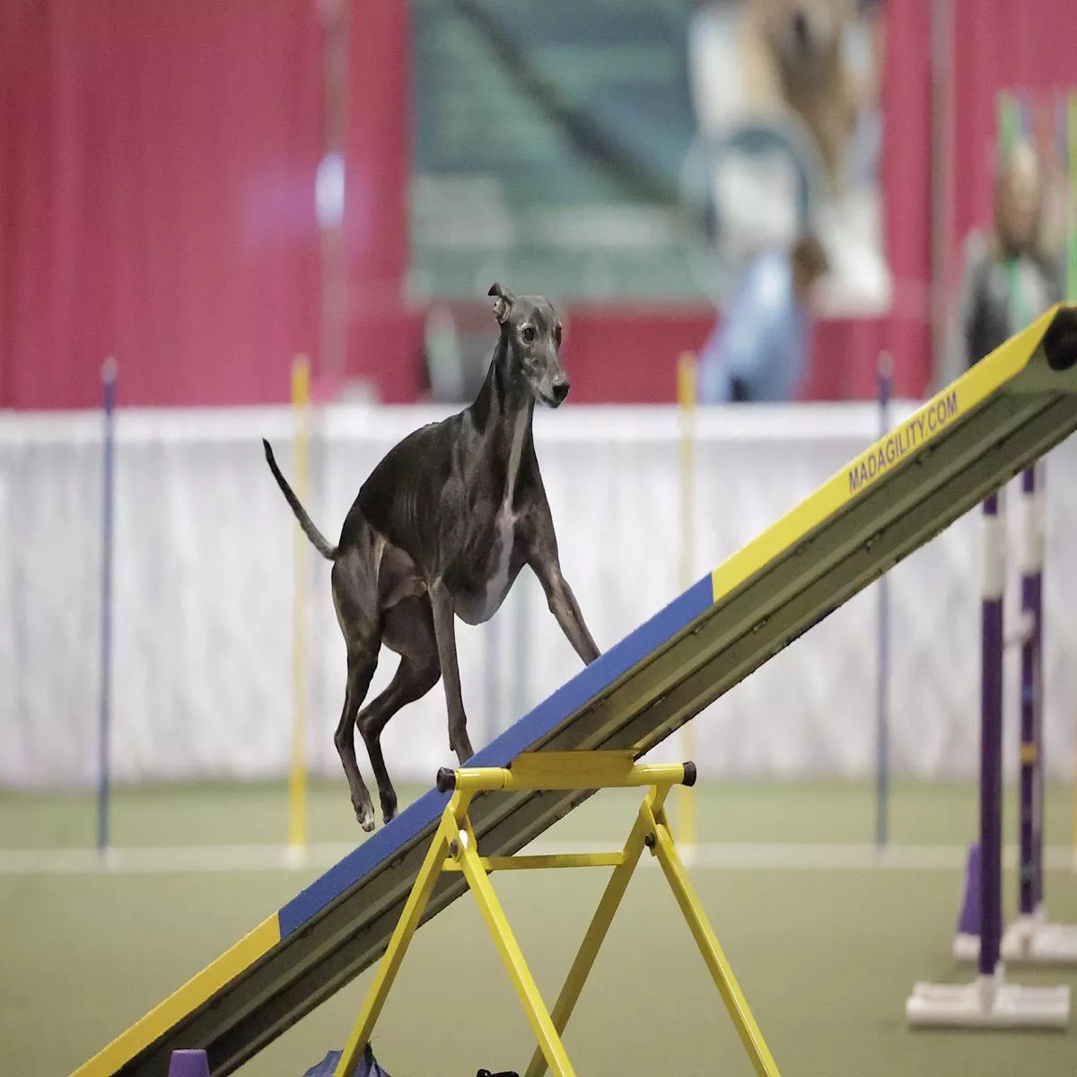 AKC TopDogs – Agility Invitational