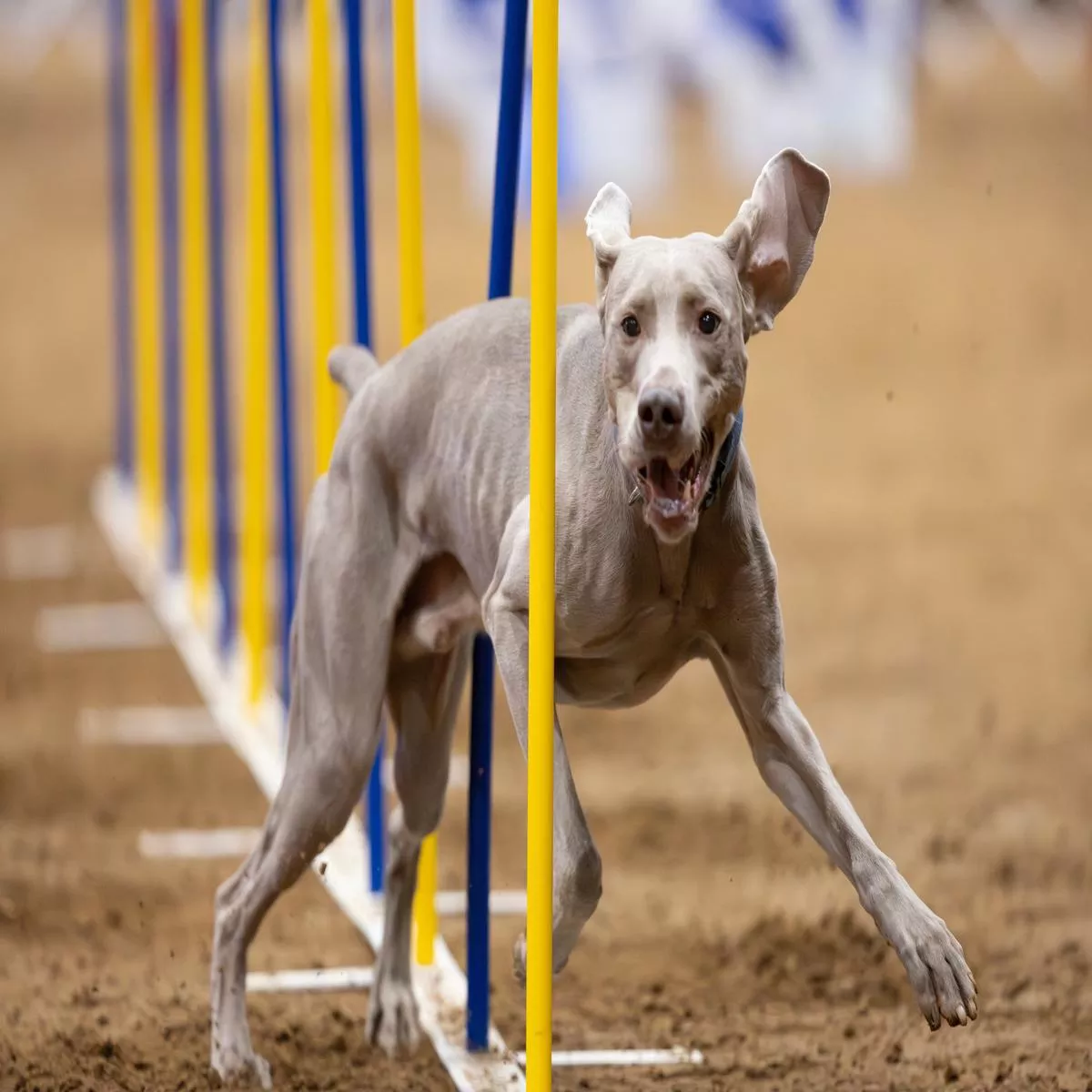 AKC TopDogs – Agility
