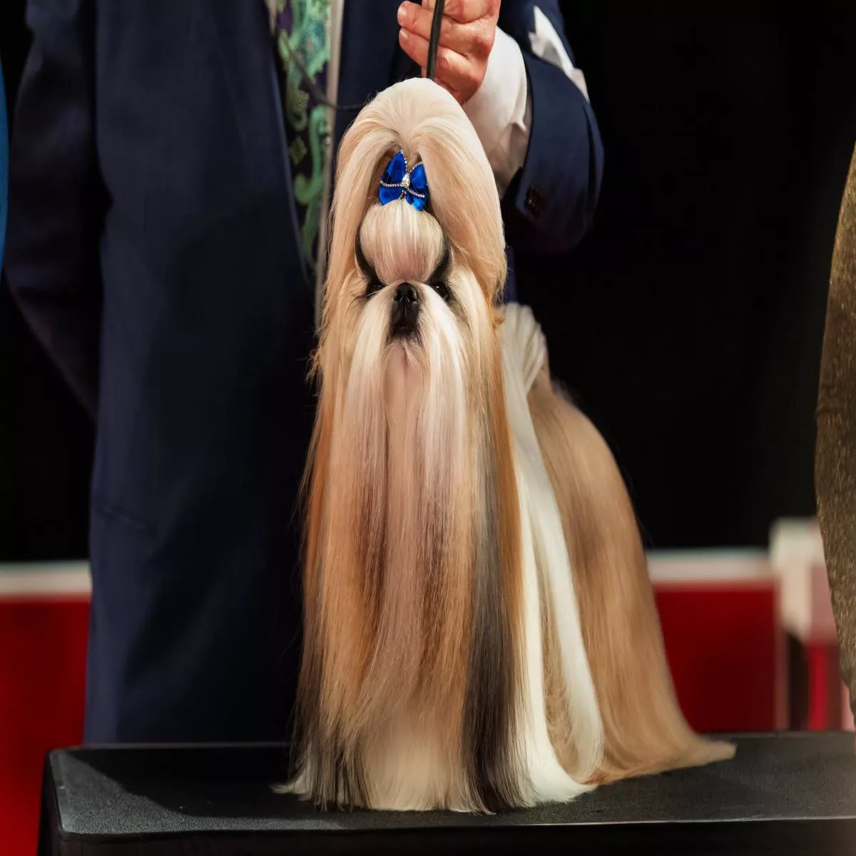 AKC TopDogs – Conformation