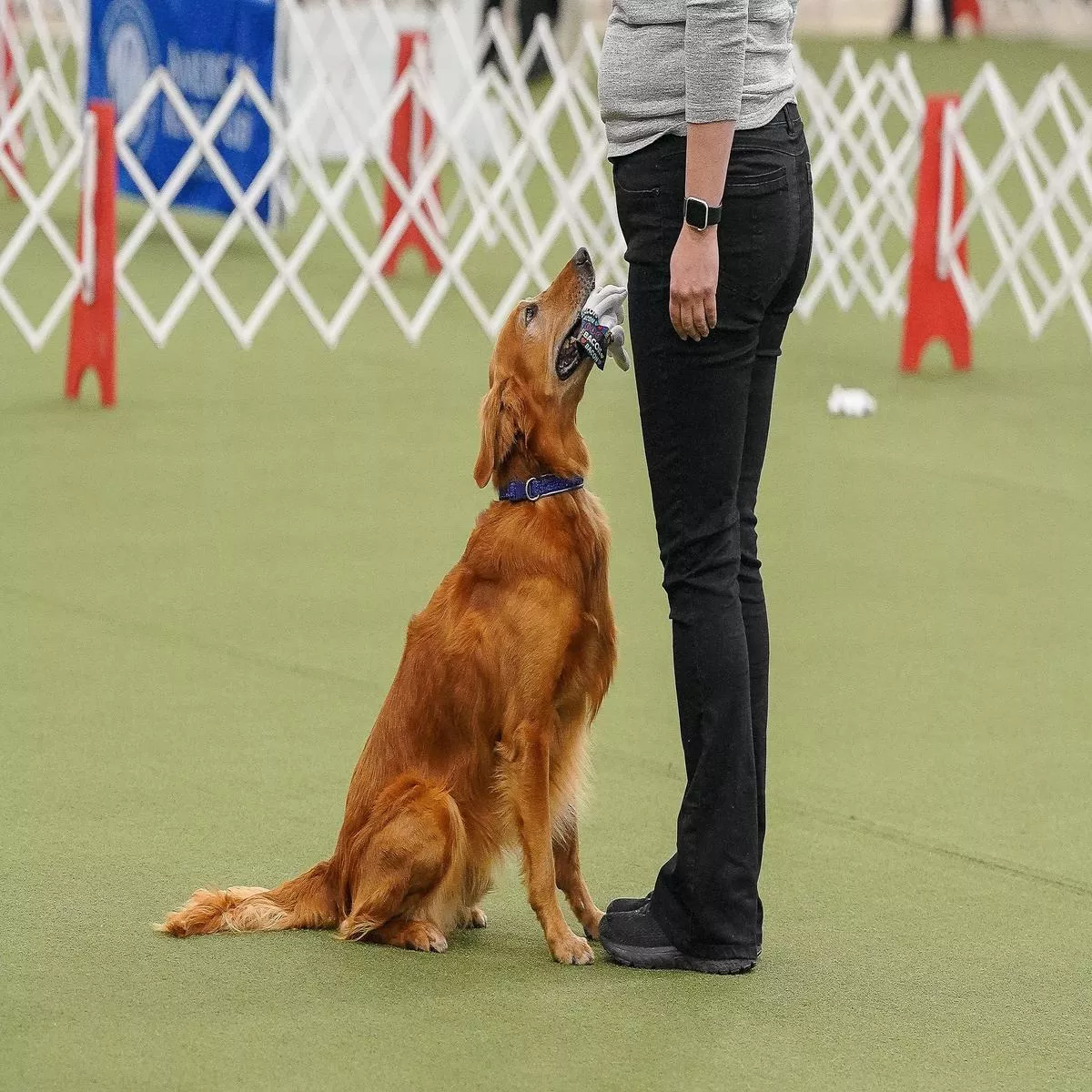 AKC TopDogs – Obedience