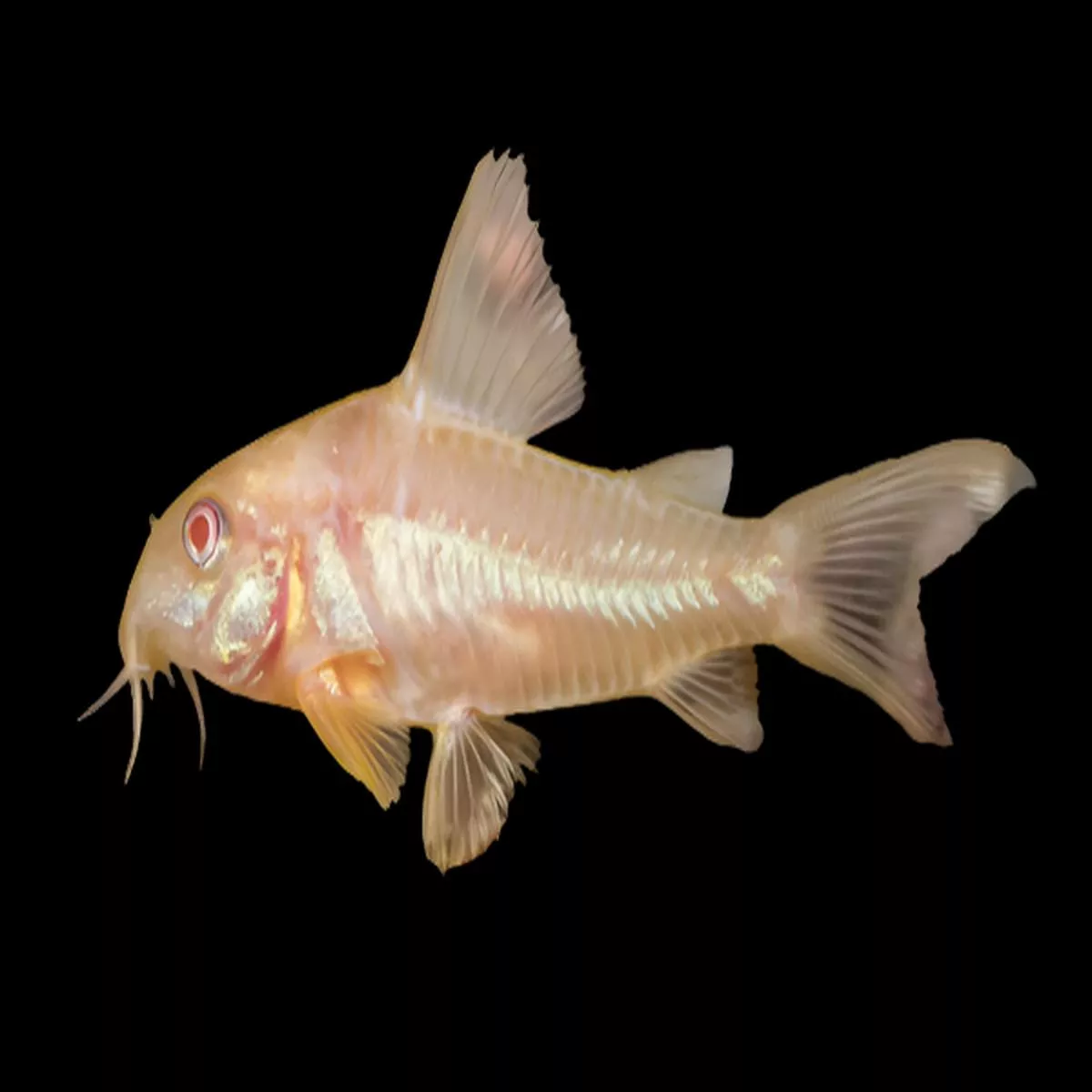 Albino Cory