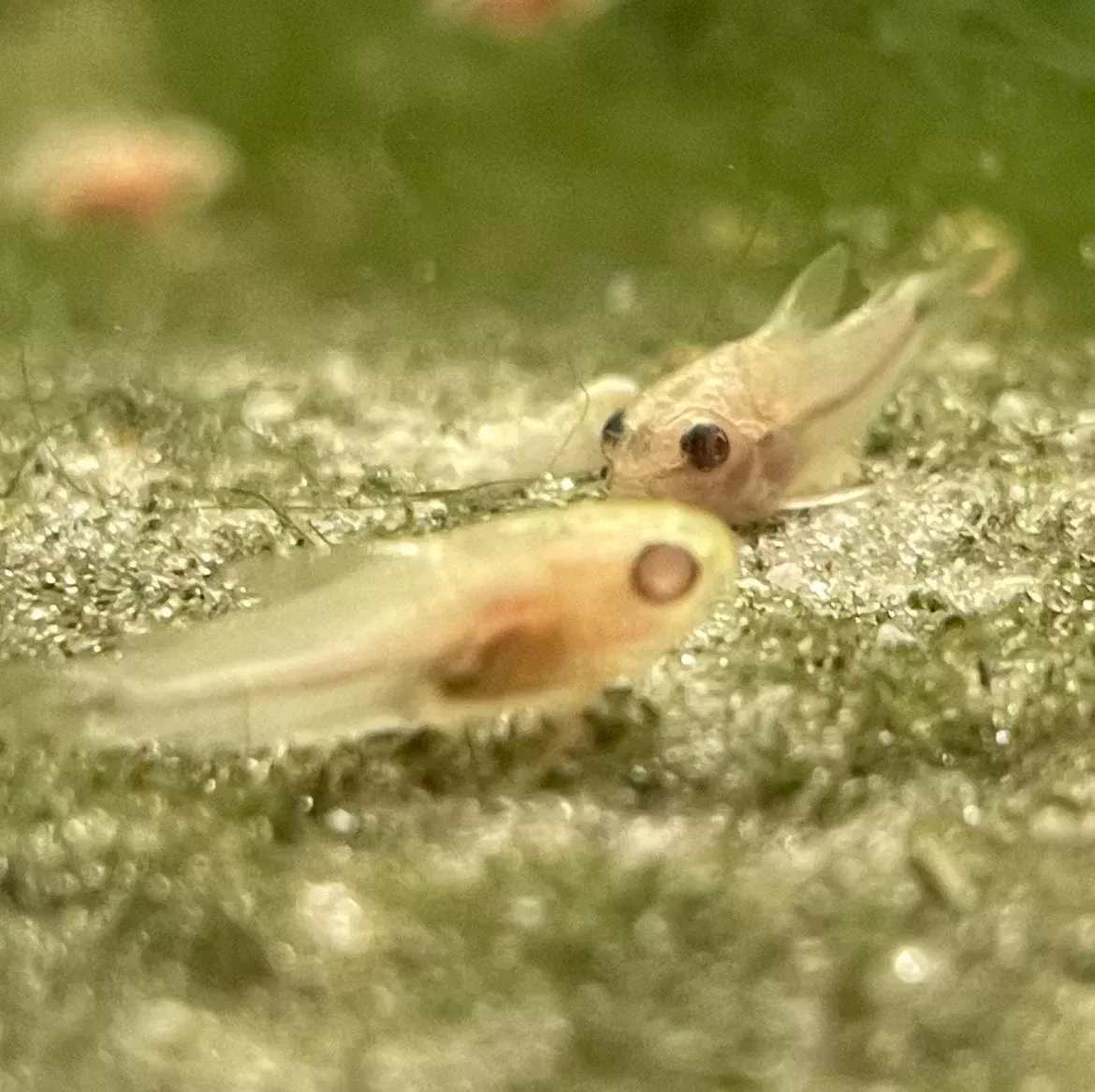 Albino Pygmy Cory