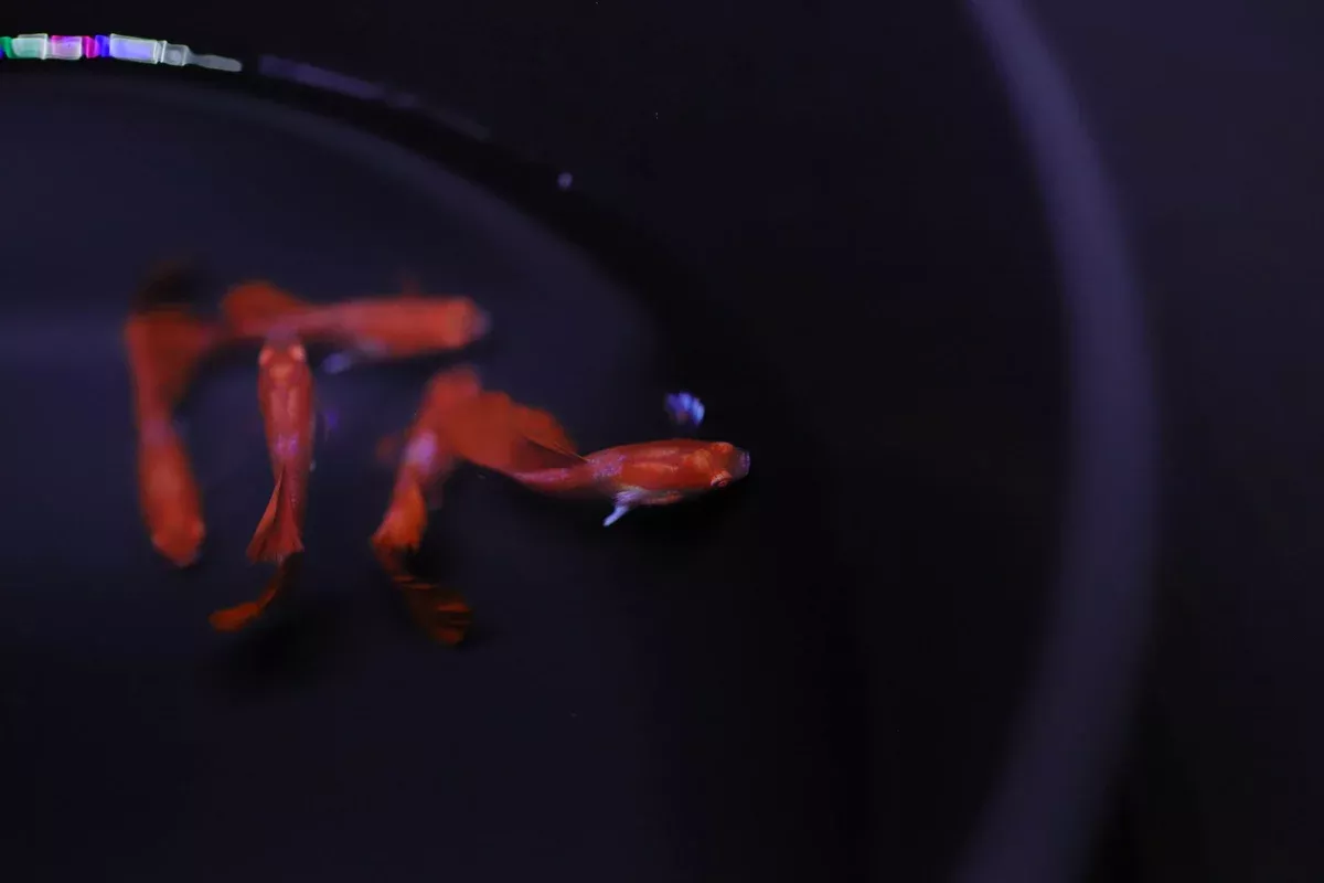 Albino Red Rose Guppy