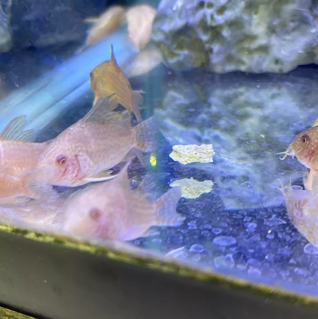 Albino Sterbai Cory (Corydoras sterbai)