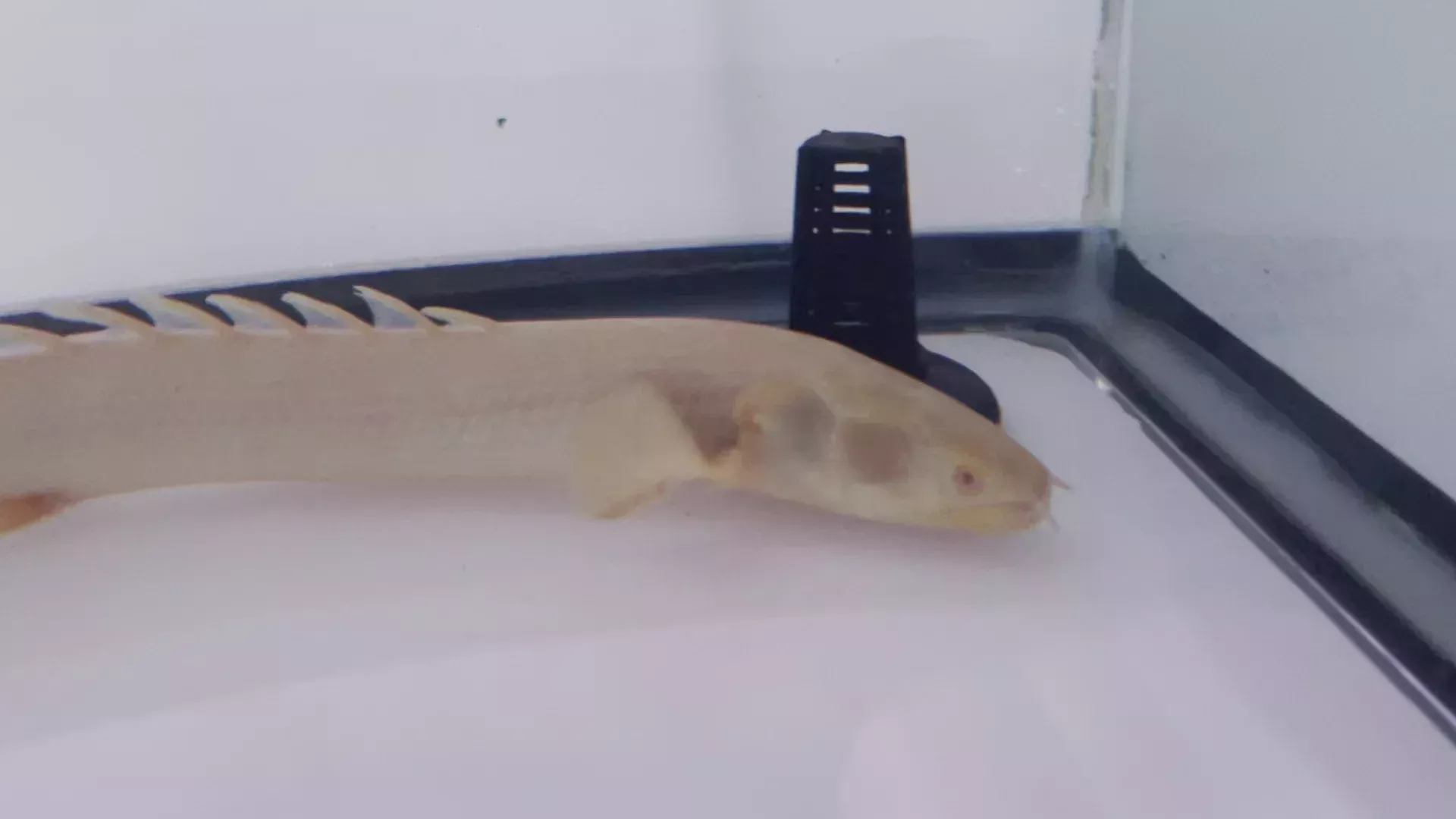 Albino Weeksii Polypterus Bichir (Polypterus weeksii)
