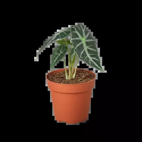 Alocasia Amazonica 'Bambino'