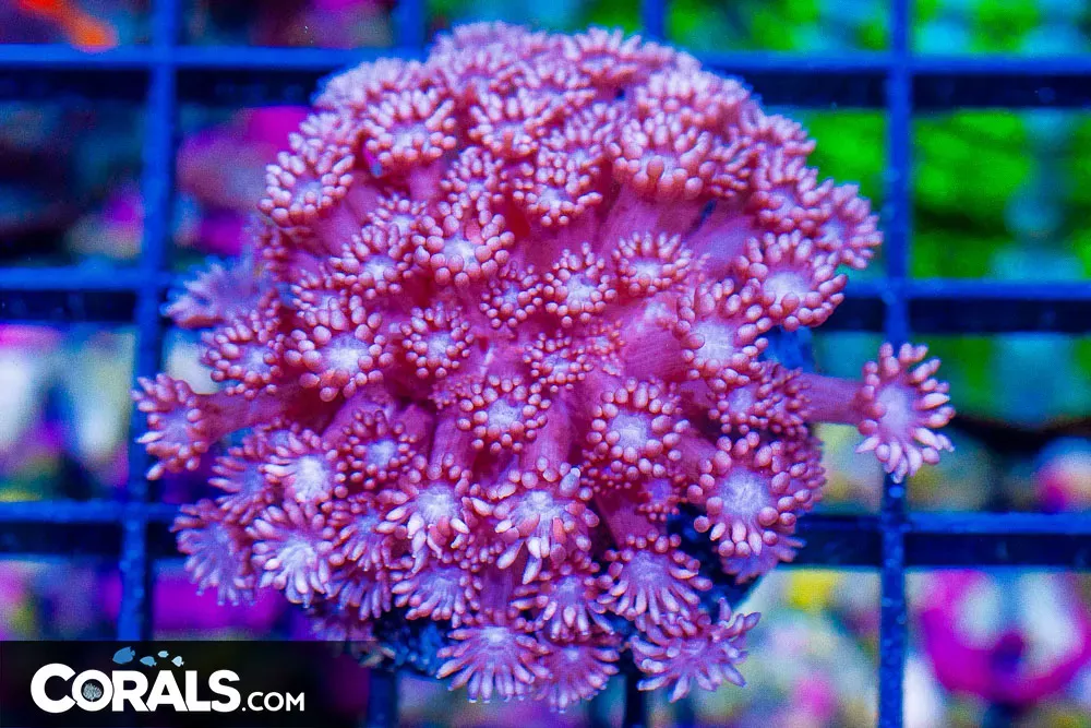 Alveopora Frag PINK