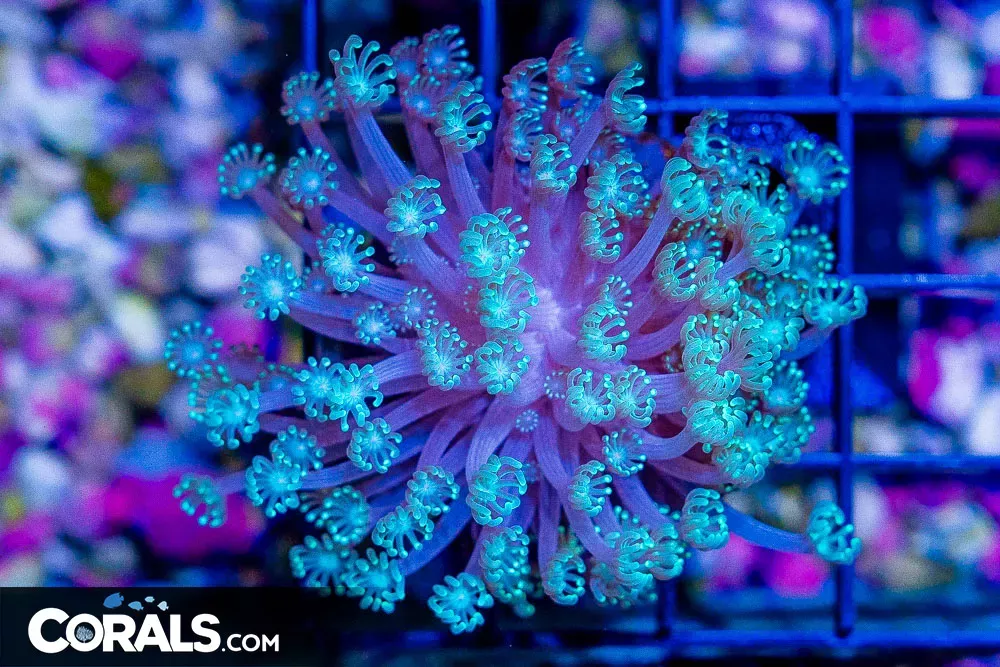 Alveopora Frag
