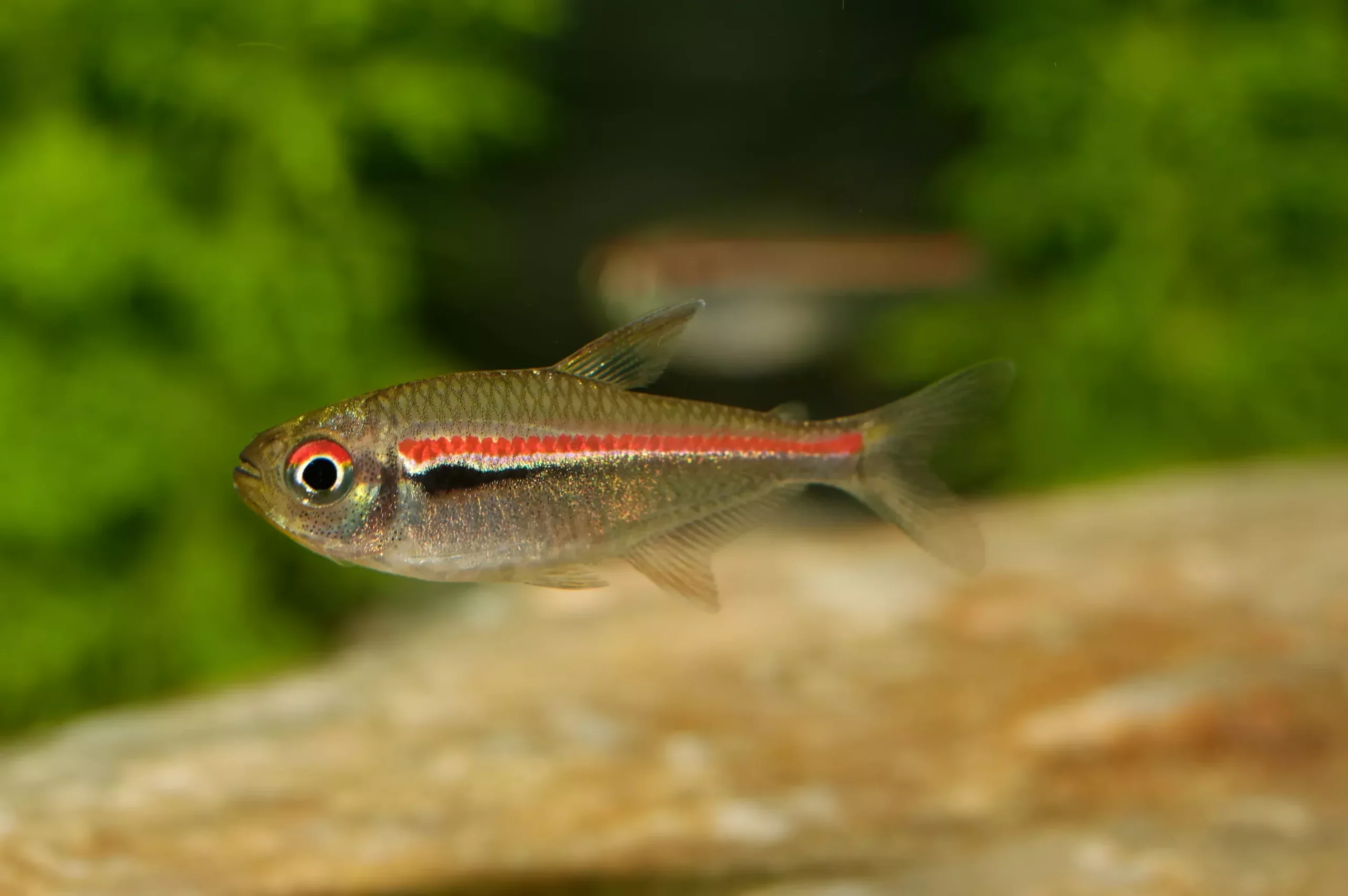 Amapa Tetra