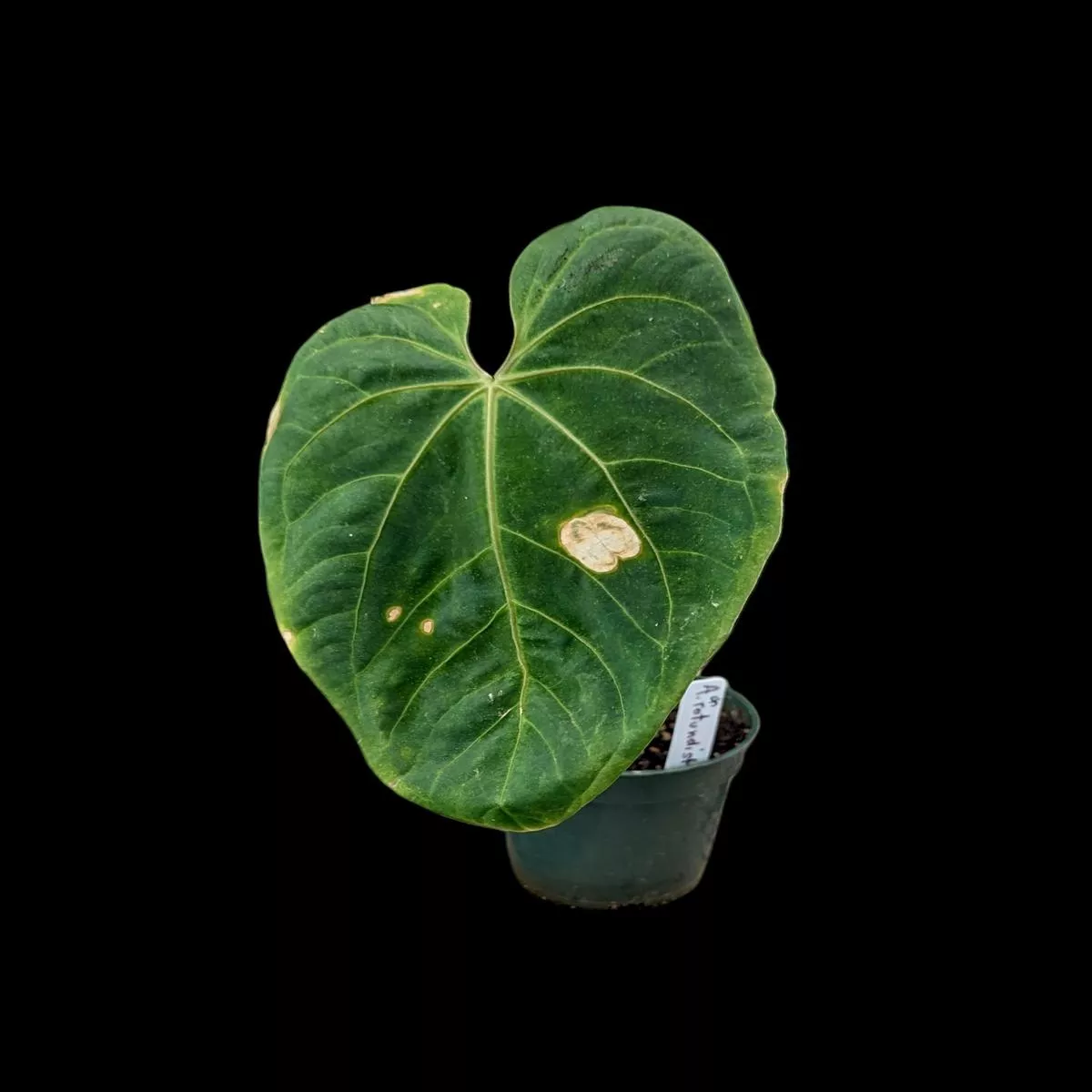 Anthurium rotundistigmatum