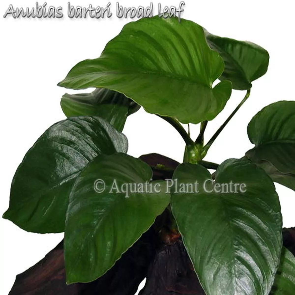 Anubias barteri ‘Broad Leaf’ (Non Potted)