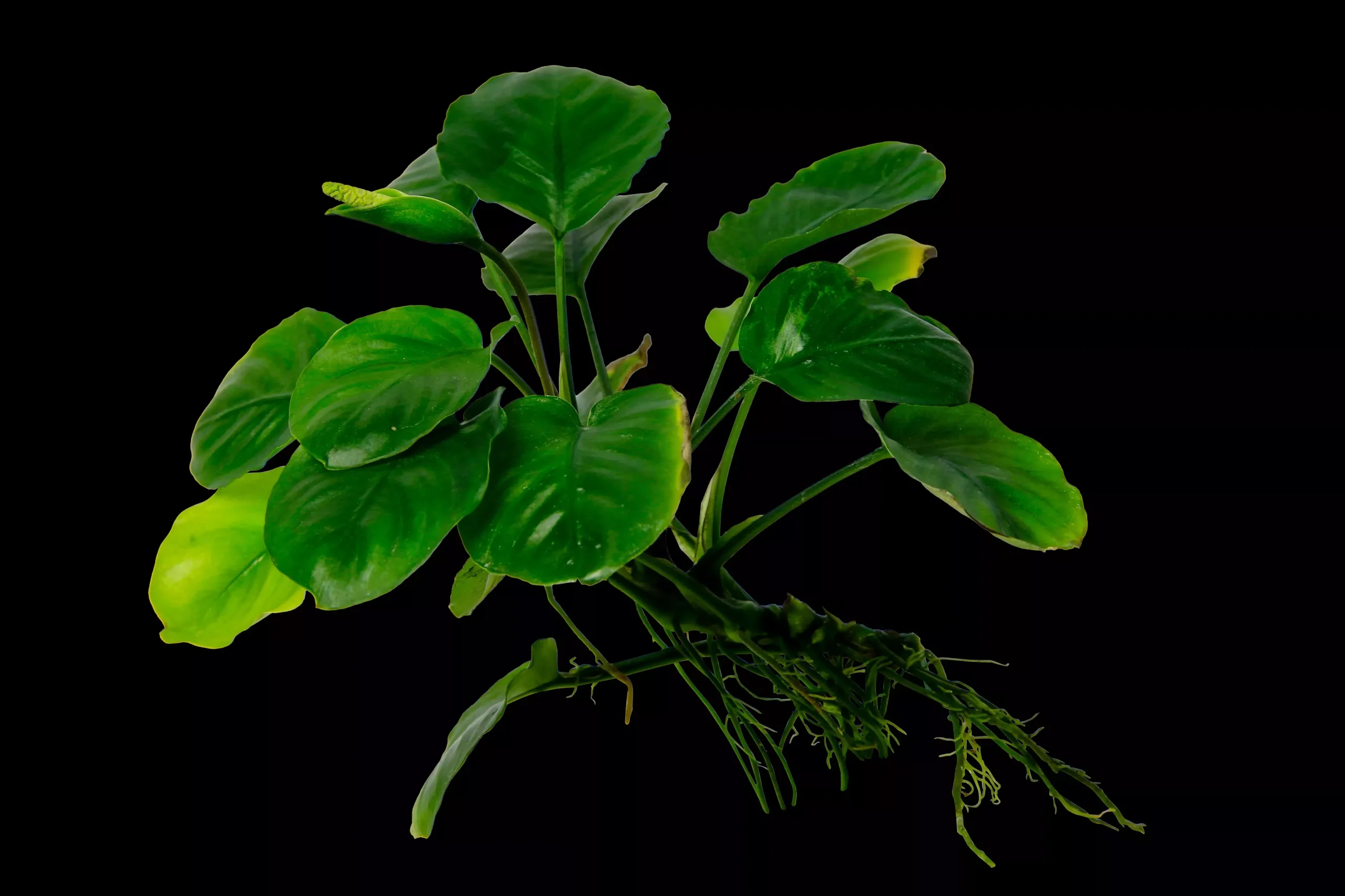 Anubias Barteri ‘Round Leaf’