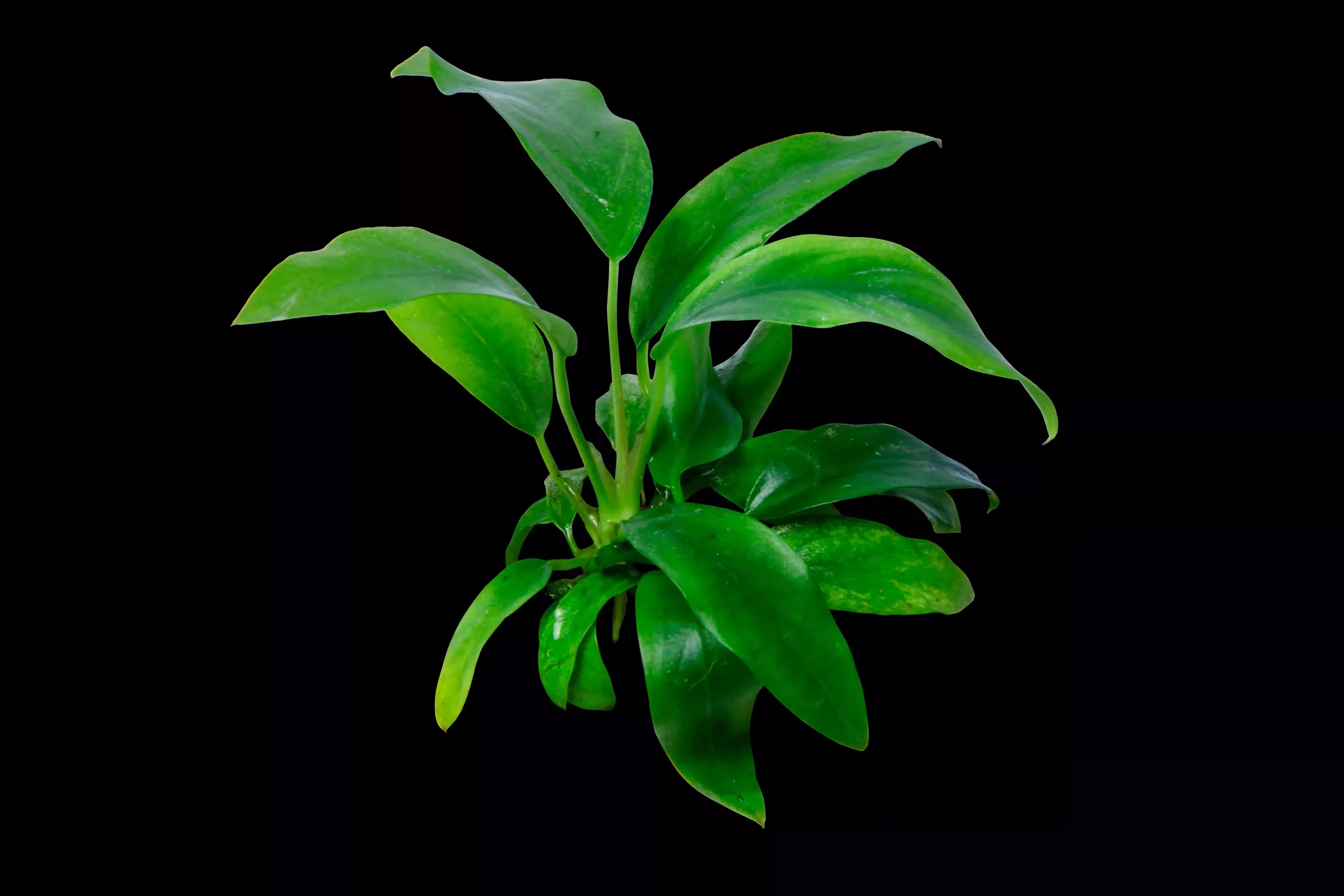 Anubias Minima