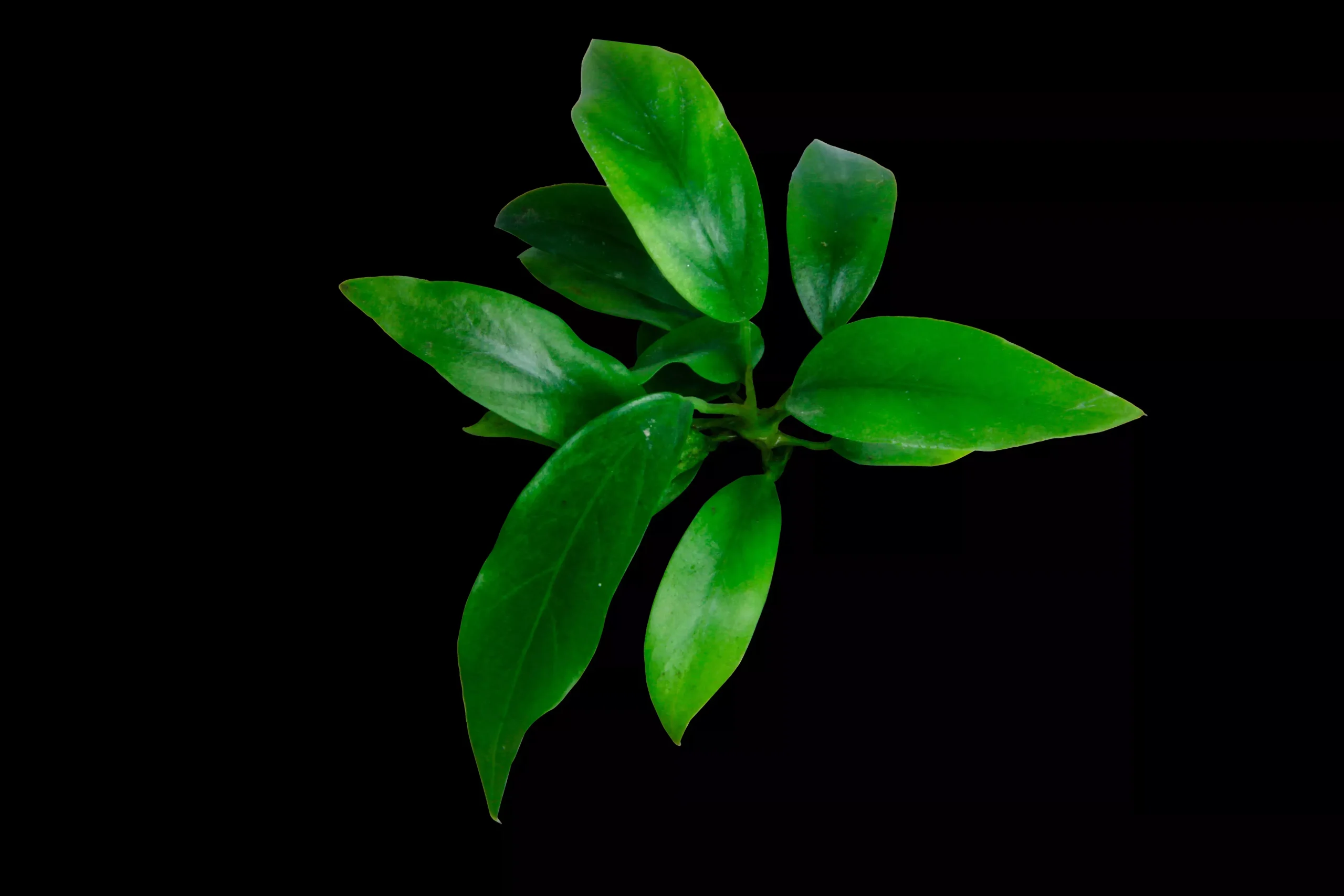 Anubias Nangi