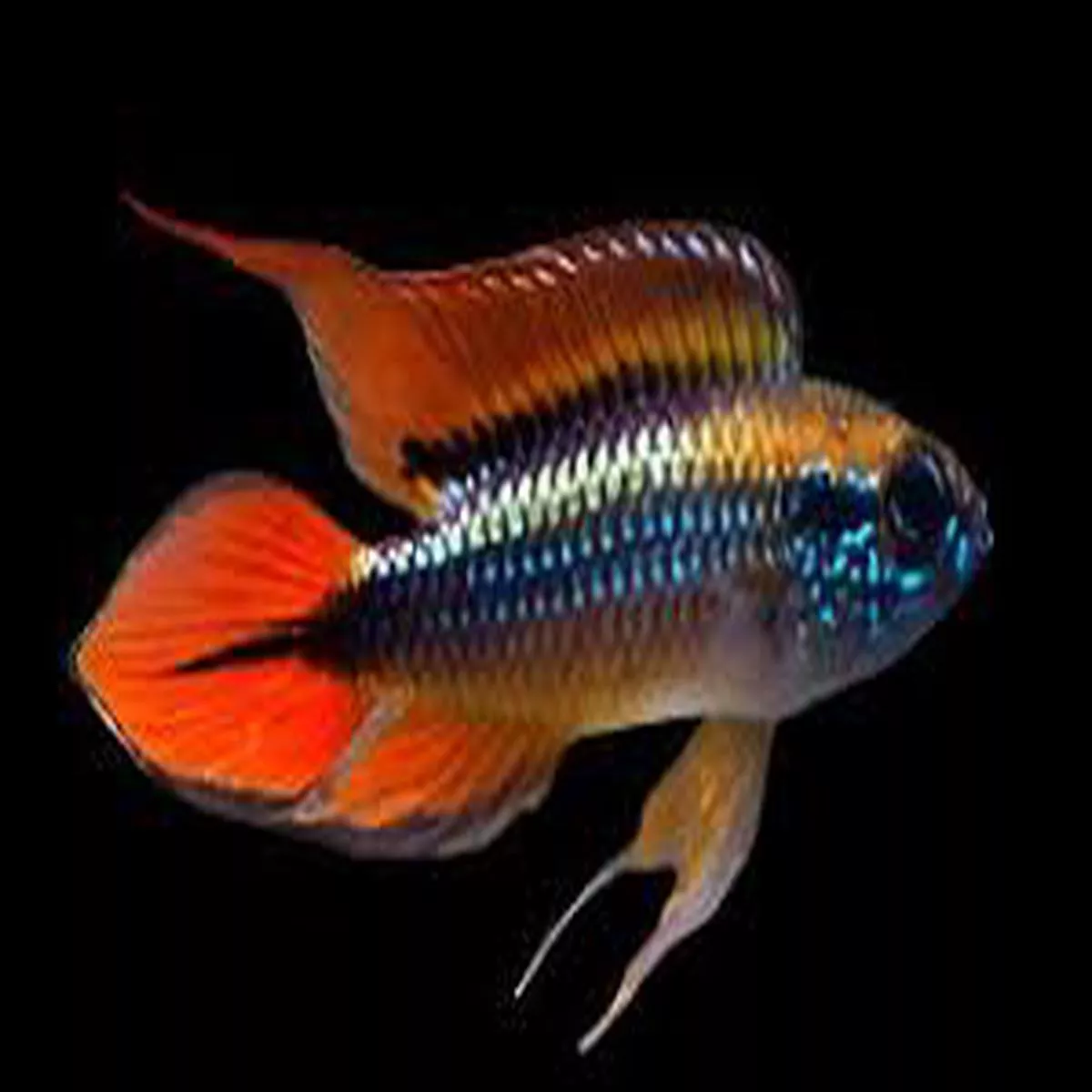 Apistogramma agassizii ‘Double Red’ (Locally Bred)