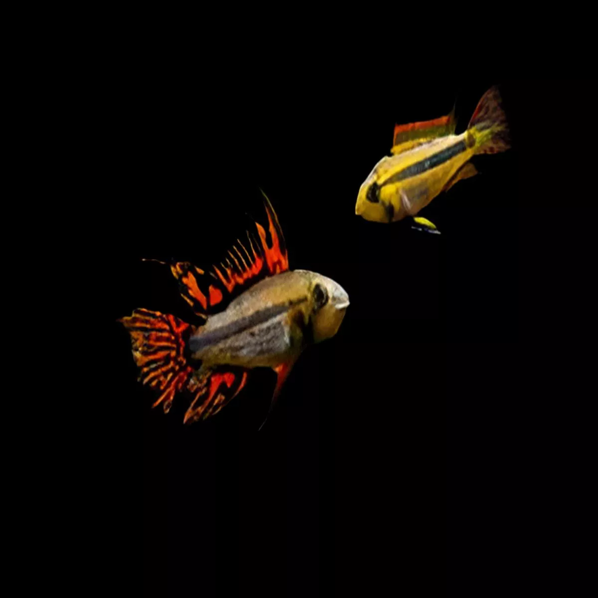 Apistogramma cacatuoides ‘Double Red’