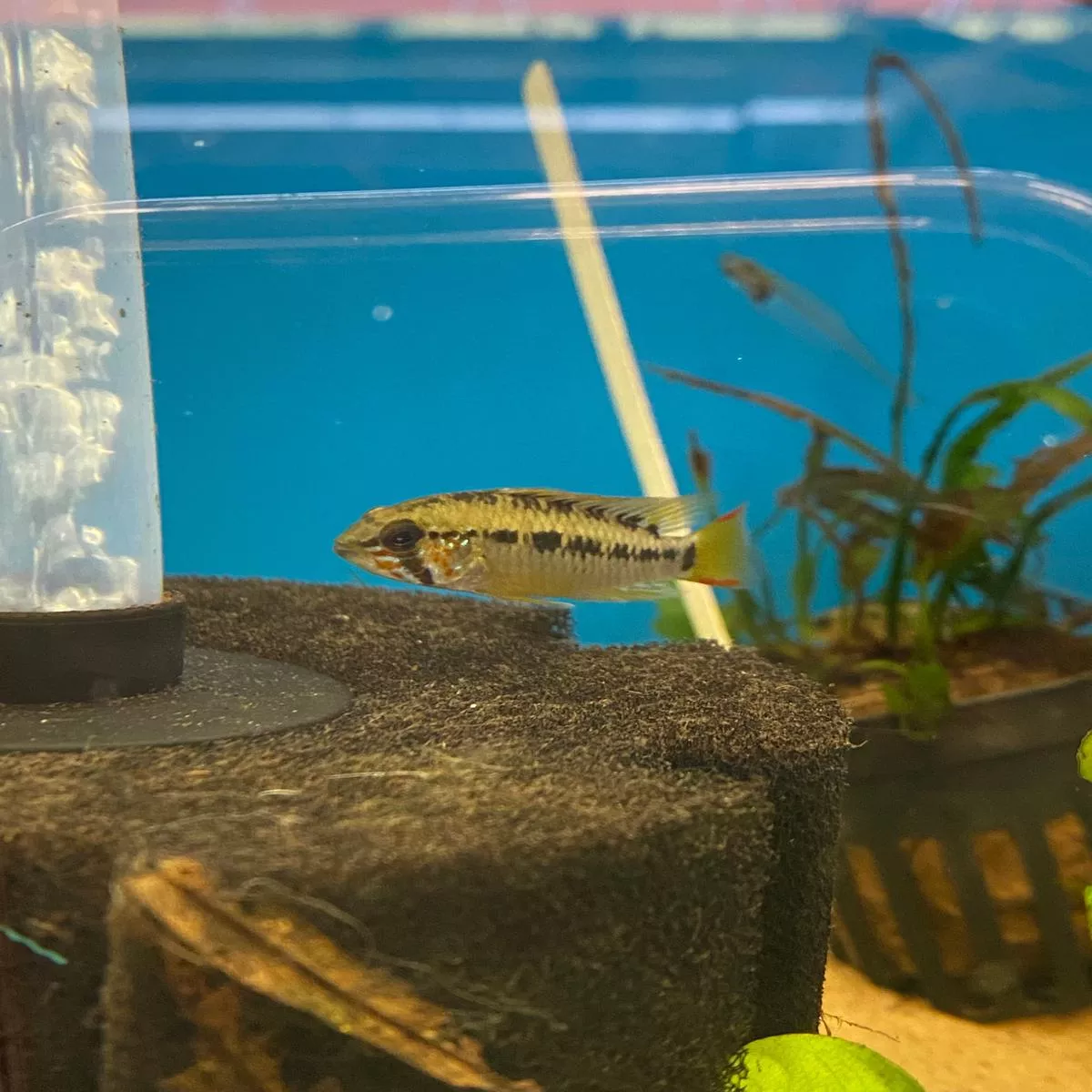 Apistogramma cf. macmasteri (I)