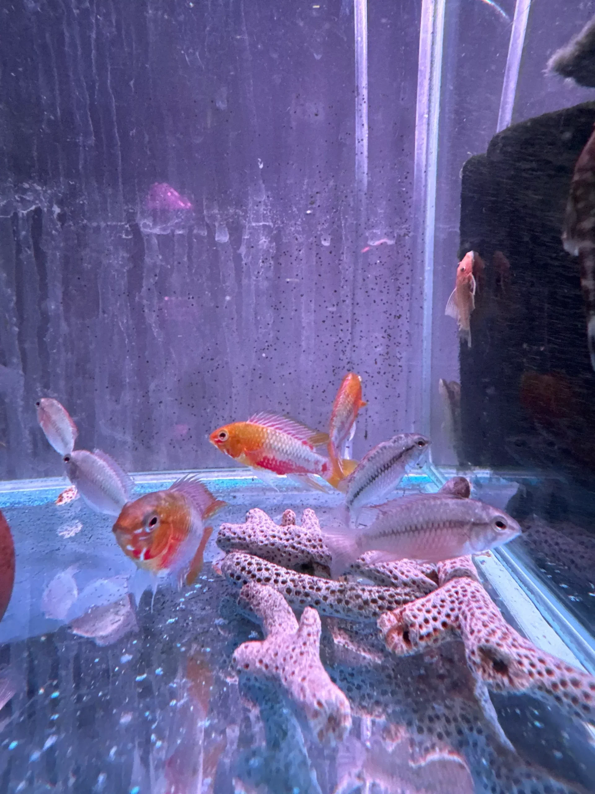Apistogramma Hongsloi