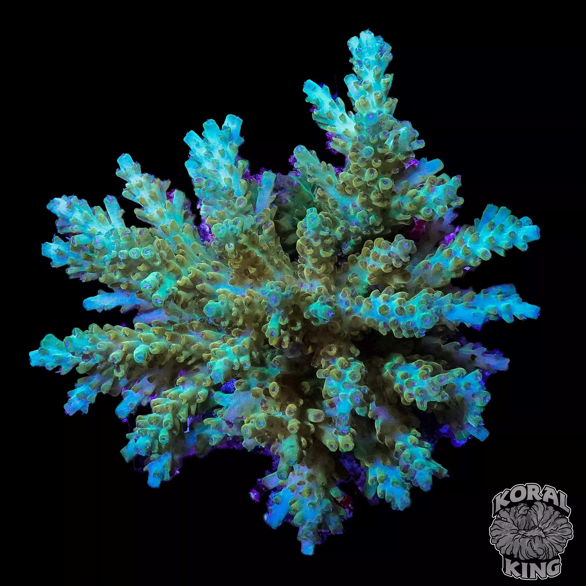 Aqua Breeze Acropora.