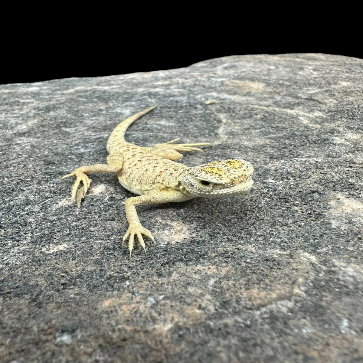 Arabian Toadheaded Agama (Phrynocephalus arabicus)