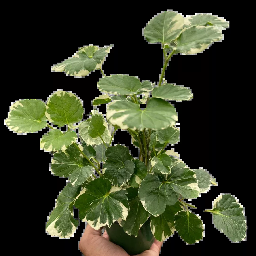 Aralia balfouriana