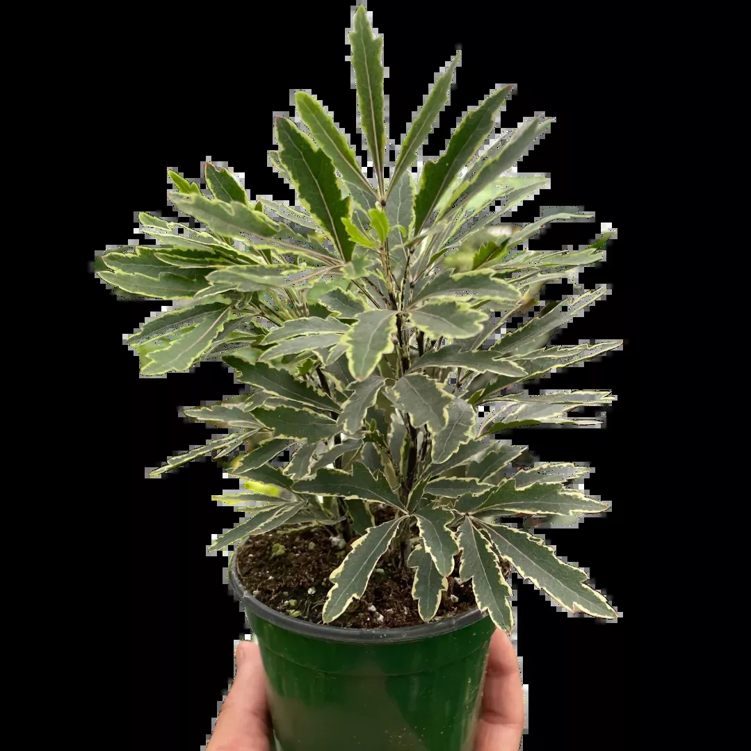 Aralia 'Bianca'