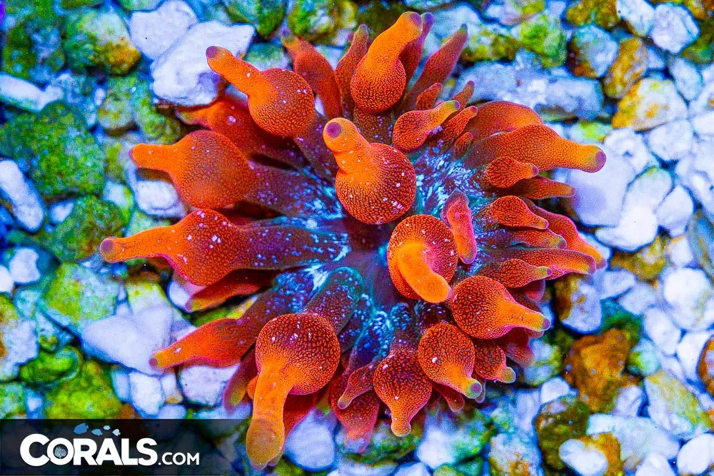 ARIZONA SUNSET Bubble Tip Anemone – Aquacultured