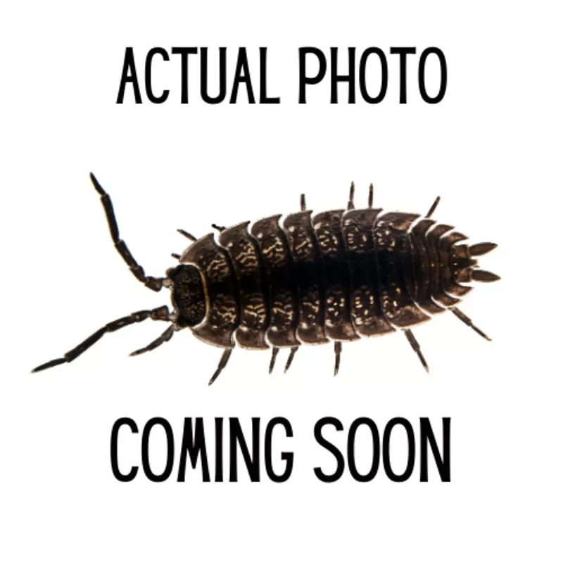 Armadillidium maculatum ‘Chocolate Zebra’ (Chocolate Zebra Isopod)