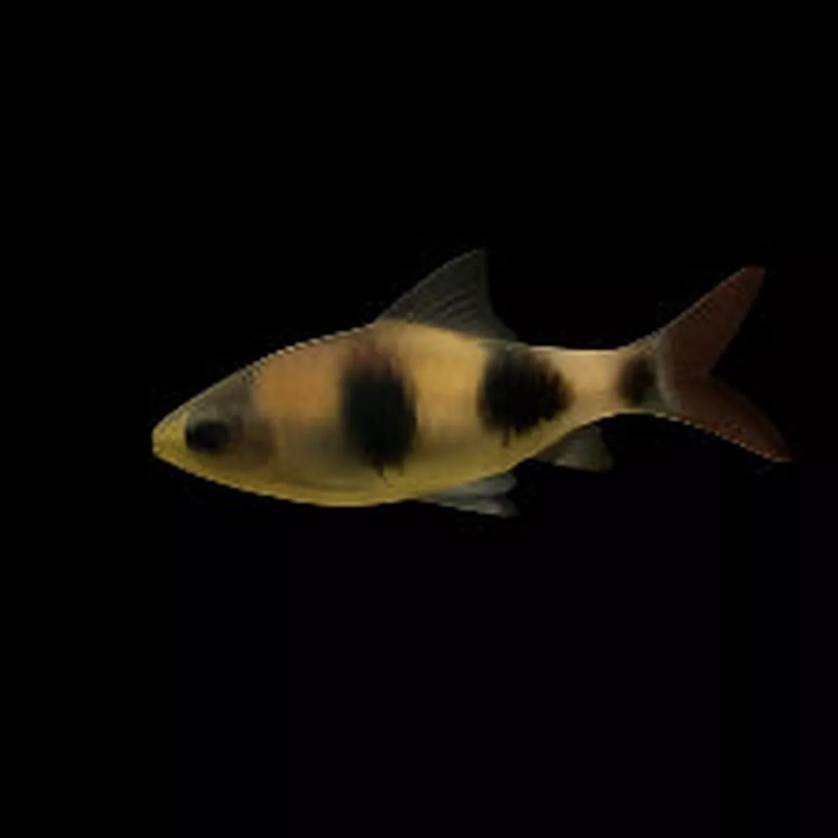 Arulius Barb (Dawkkinsia arulius)