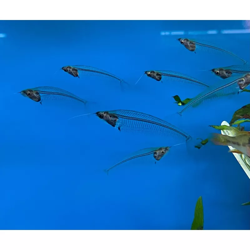 Asian Glass Catfish