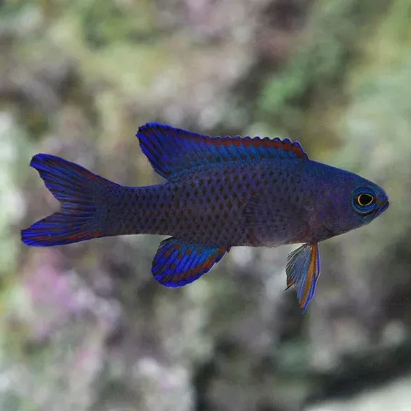 Assessor Basslet – Randall’s