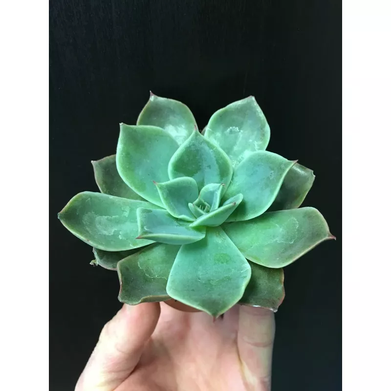 Assorted Echeveria