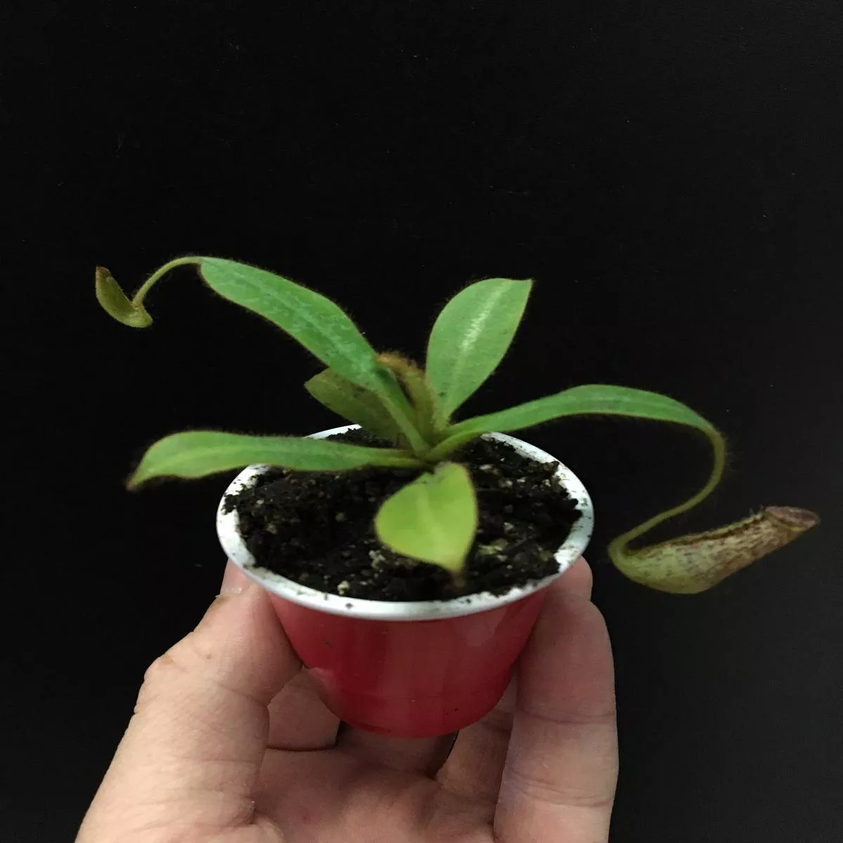 Assorted Nepenthes
