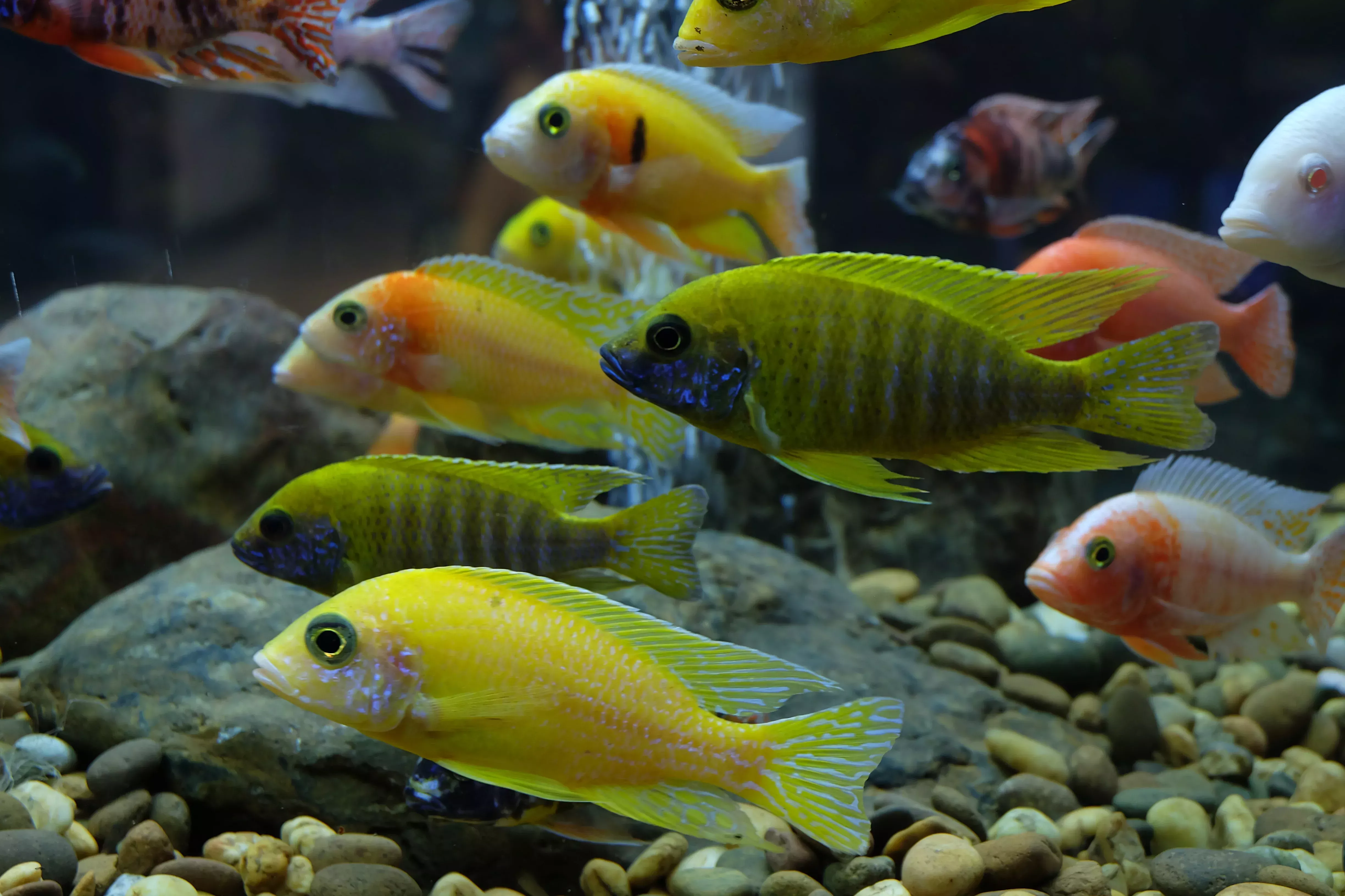 Assorted Peacock Cichlid – 3-5″