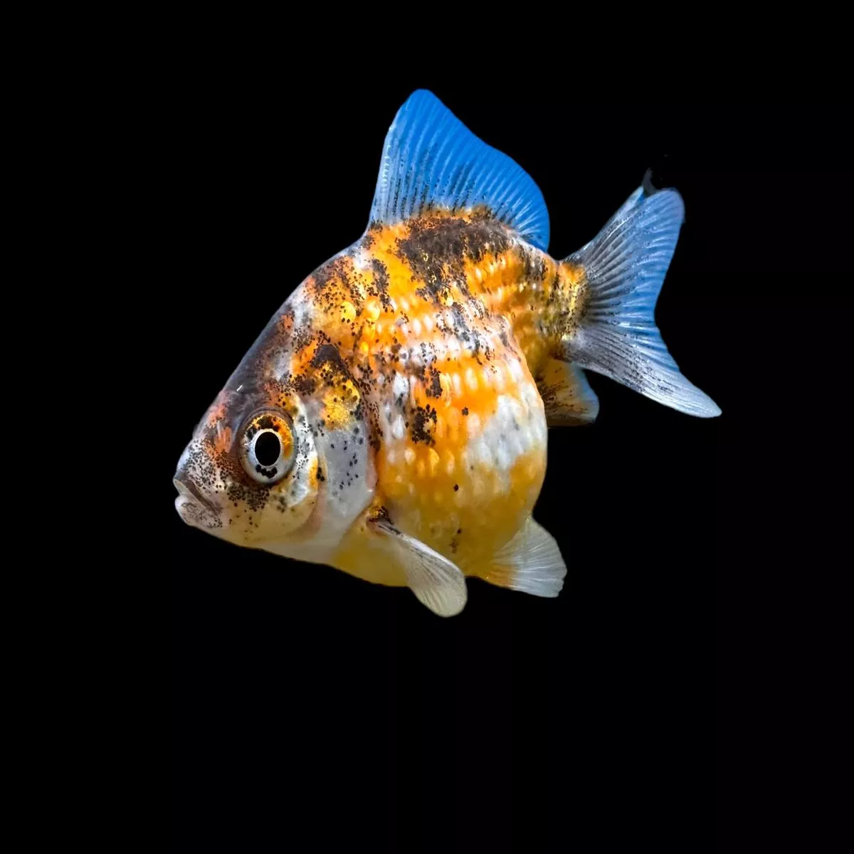 Assorted Pearlscale Goldfish