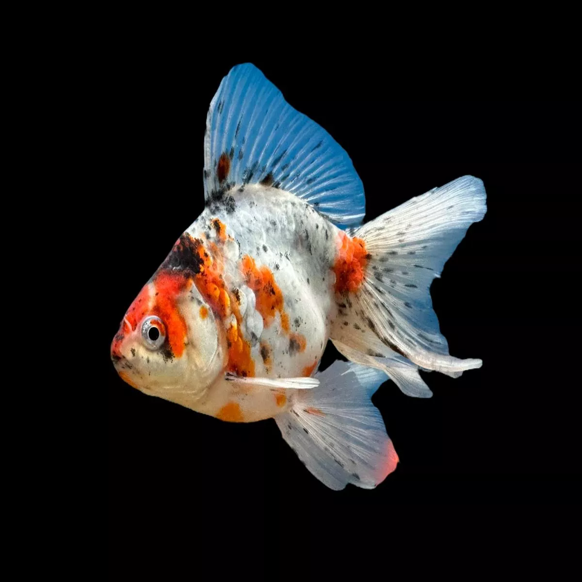 Assorted Ryukin Goldfish
