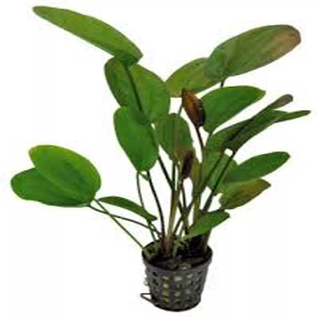 Atlansberg Echinodorus
