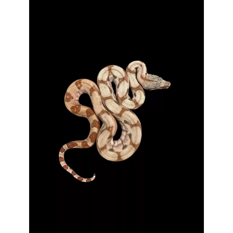 B.C.I (Super Hypo)