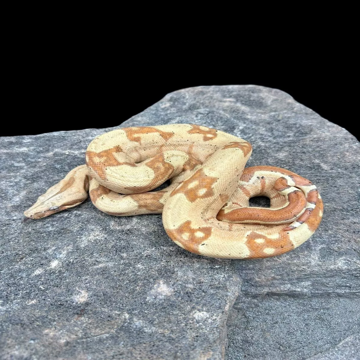 B.C.I (VPI Sunglow)
